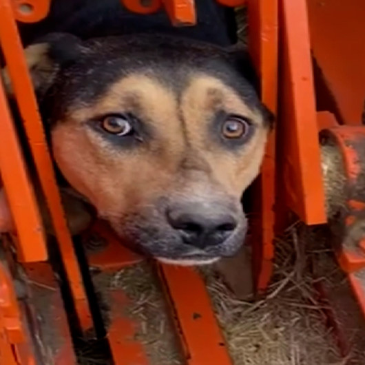 Kafası tarım aracına sıkışan köpek kurtarılmayı bekledi