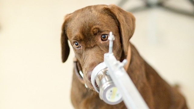 Kovid-19 hastalarından alınan ter örnekleri, laboratuvar ortamında köpeklerin eğitiminde kullanılmak üzere hazır hale getirildi.