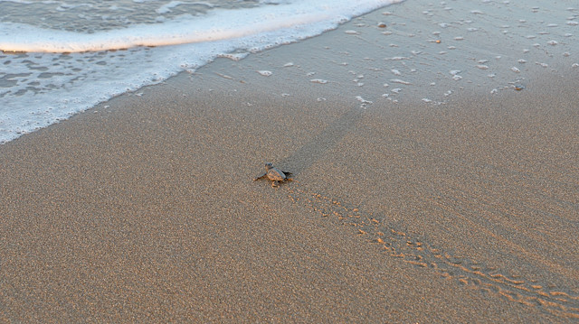 Nesli tehlike altındaki deniz kaplumbağalarının üreme alanı Kumköy sahili için de kesin koruma kararı alındı.