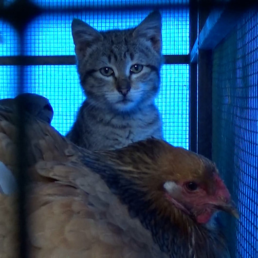 Trabzonda yavru kedi ve tavukların gülümseten dostluğu