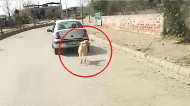 Aydın'da tepki çeken görüntü: Köpeği aracın arkasına bağlayıp sürükledi