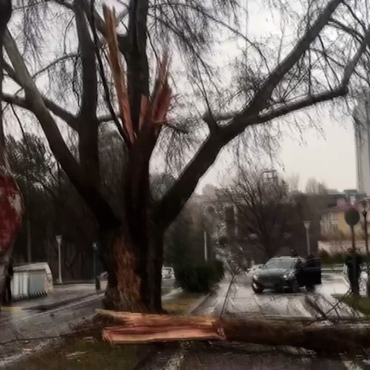 TBMM bahçesine düşen yıldırım sonucu ağaç yarıldı