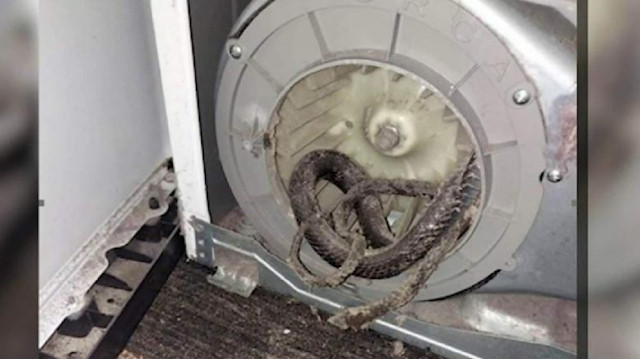 Kurutma makinesinden yılan çıktı.