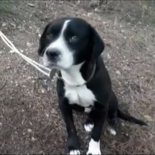 Ormanda ağaca bağlanıp ölüme terk edilen köpek kurtarıldı