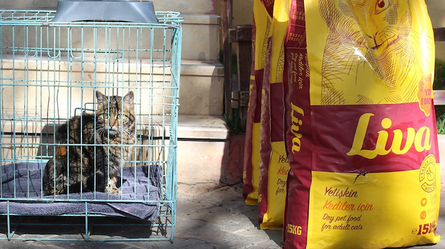Kediye ve zabıtaya çivili sopayla saldıran zanlı kilolarca kedi maması aldı