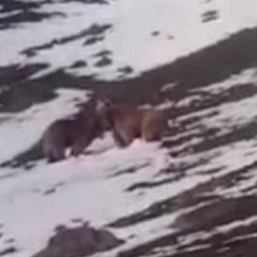 Bayburtta kış uykusundan uyanan ayılar kamerada: Ayı kardeş, hop