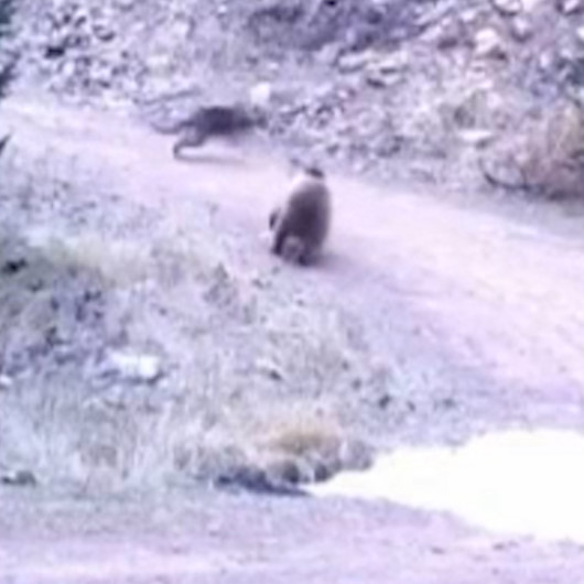 Ankarada kurt ile ayının kovalamacası kamerada