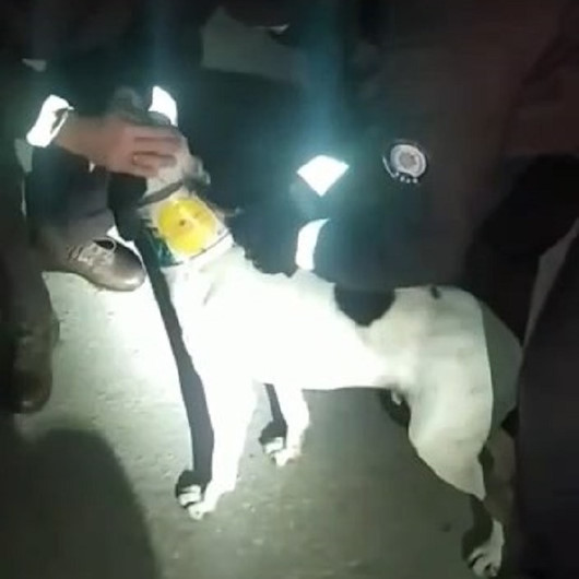 Sakaryada boynuna plastik kelepçe takılan köpeği bekçiler kurtardı