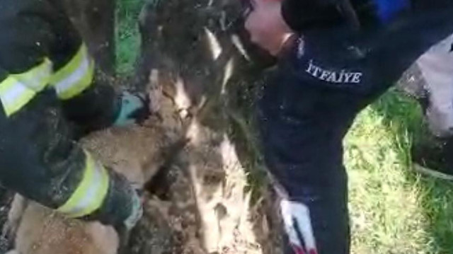 Kafası ağaç kovuğuna sıkışan köpek kurtarıldı