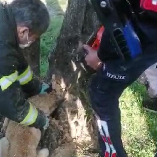 Kafası ağaç kovuğuna sıkışan köpek kurtarıldı