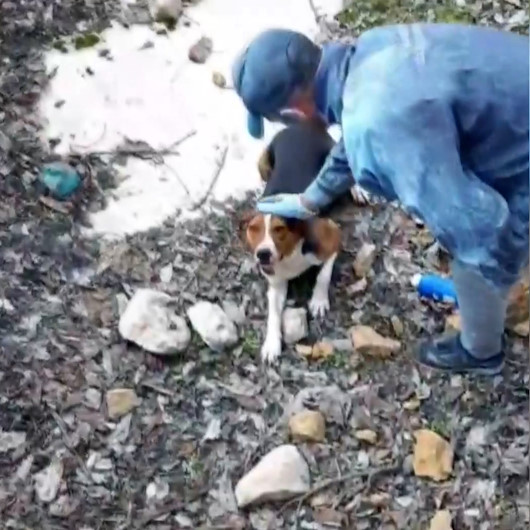 Sulama havuzuna düşen köpeği el ele verip kurtardılar