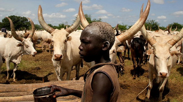 Bir Afrika çıkmazı: 1 milyar 250 milyon ineğe rağmen süt tozu ithal ediyor