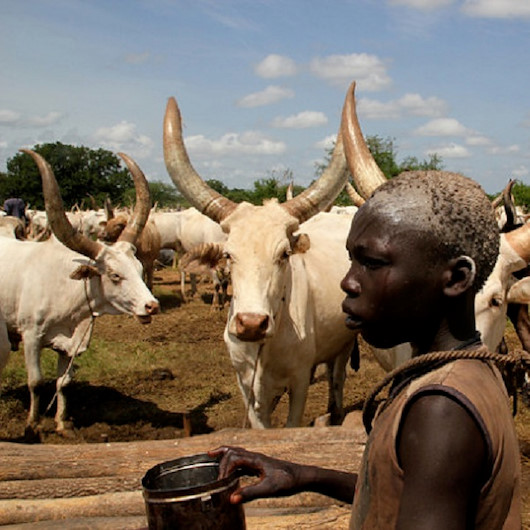 Bir Afrika çıkmazı: 1 milyar 250 milyon ineğe rağmen süt tozu ithal ediyor