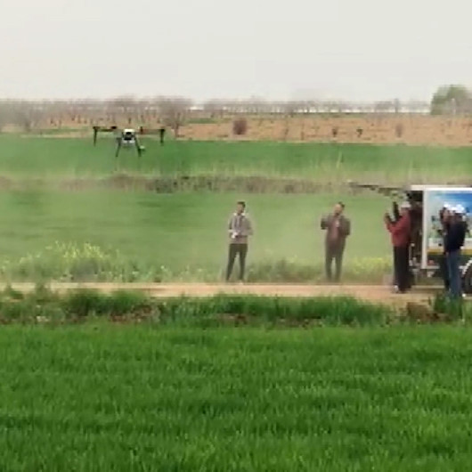 Şanlıurfada tarlalar drone ile ilaçlandı