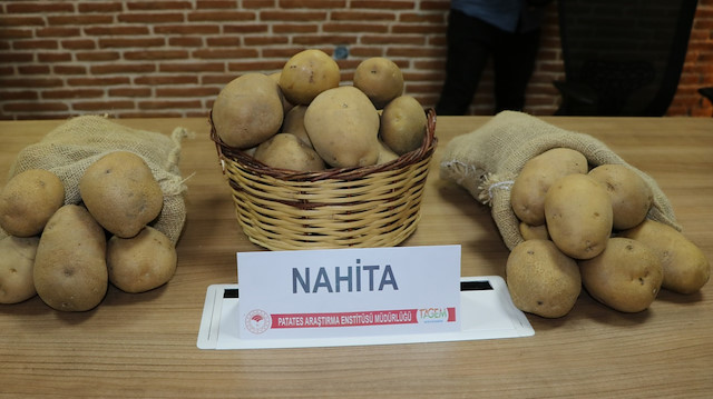 Yerli ve milli patates Avrupa yolunda: Deneme ekimi için Hollanda'ya gönderilecek