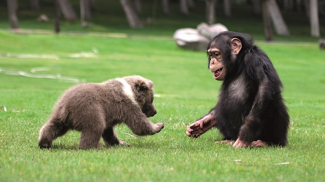 Şempanze “Can” ile yavru ayı “Boncuk”un dostluğu ziyaretçilerden ilgi görüyor. 