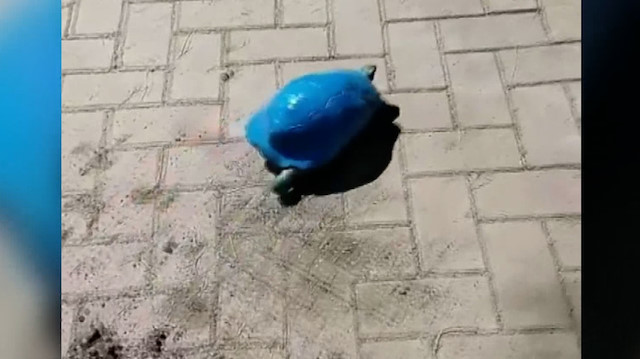Antalya'da kaplumbağayı maviye boyadılar