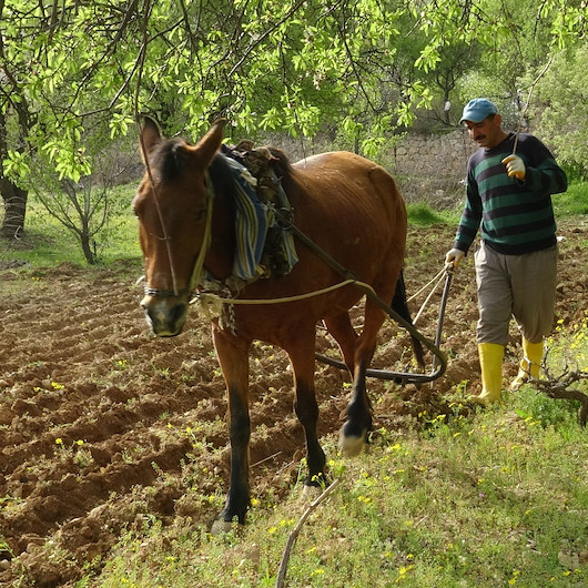Batmanda engebeli tarlalar binlerce yıllık gelenekle sürülüyor