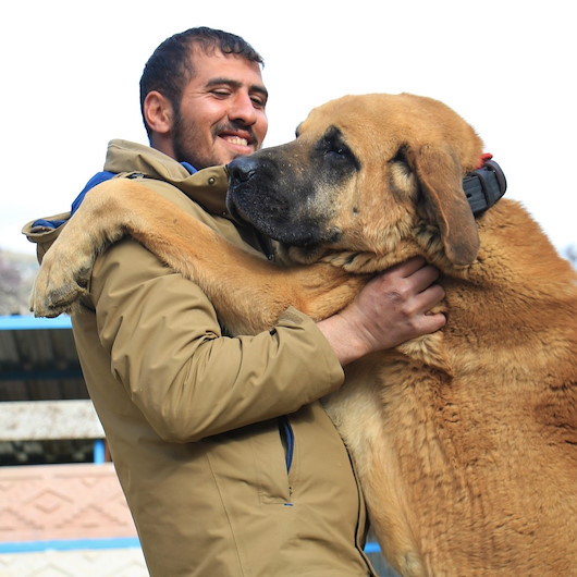 Hobisini işe dönüştüren vatandaş insan boyunda çoban köpekleriyle çiftlik kurdu: 50 bin TLye satmadı