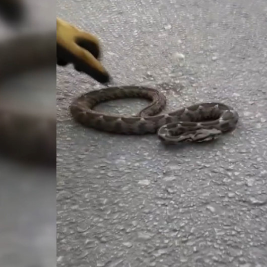 Sokakta gördükleri zehirli engerek yılanını elleri ile yakalayıp bidona koydular