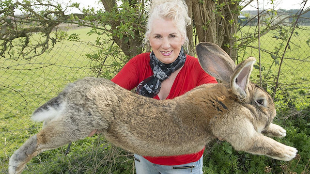 Darius isimli tavşan, yaklaşık 130 santimetre uzunluğunda.