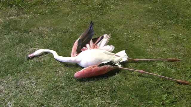 Flamingolardan alınan numuneler daha sonra inceleme yapılmak üzere İl Tarım Müdürlüğüne bağlı İzmir Bornova Veteriner Kontrol Enstitüsü Müdürlüğüne gönderildi.