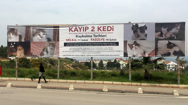 Kayıp kediler için billboardlara verilen reklam.