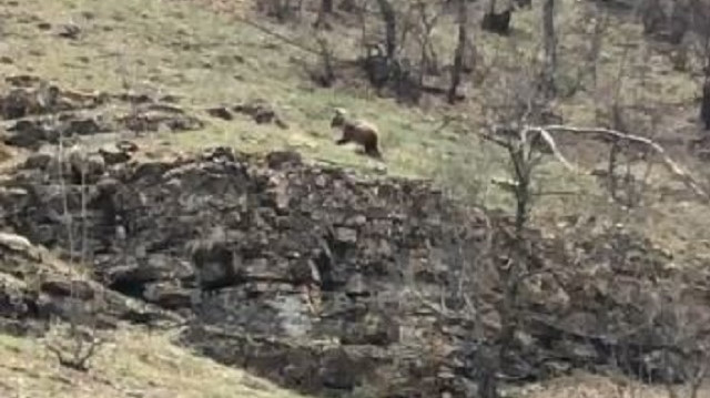 Tunceli’de yiyecek arayan boz ayı böyle görüntülendi