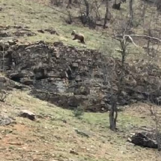 Tunceli’de yiyecek arayan boz ayı böyle görüntülendi