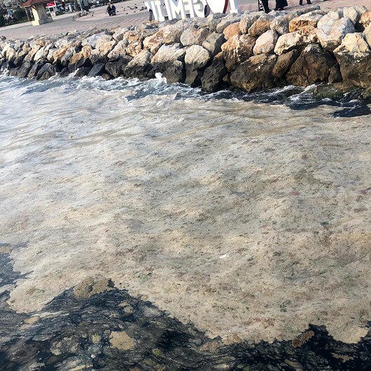 Gemlik sahili bembeyaz oldu: Görenler şaştı kaldı