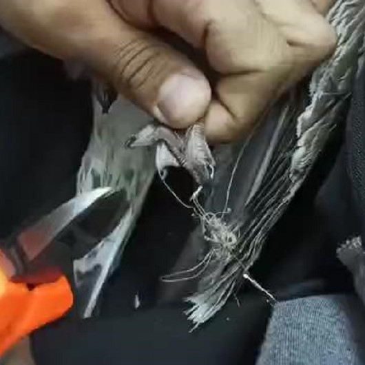 Ayaklarına misina dolanan martıyı kurtardılar