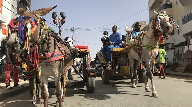 "تاكسي الحمير".. تقليد يتحدى الحداثة في السنغال