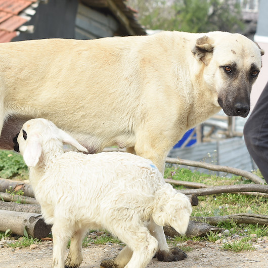 Bursada çoban köpeğinin kuzuyu emzirmesi görenleri şaşırtıyor