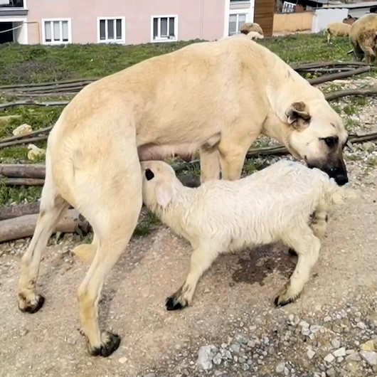 Bursada şaşırtan görüntü: Kuzunun süt annesi çoban köpeği oldu
