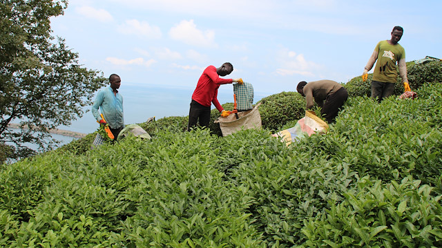 Yaş çay üretiminde hasat dönemi yaklaşıyor.