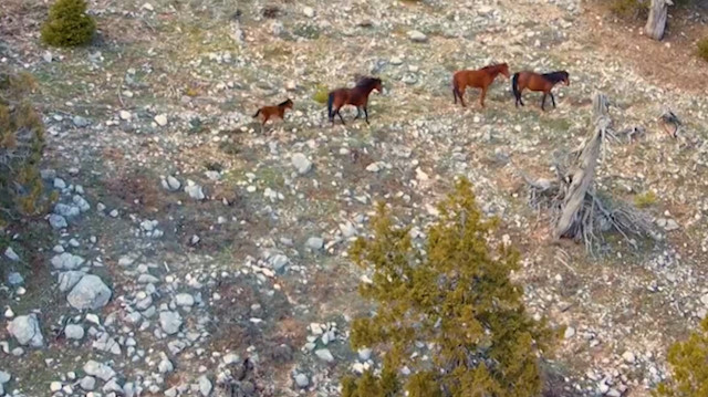 Burdur'da yılı atları drone ile görüntülendi