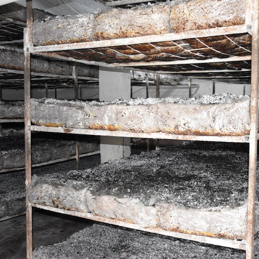 Bitlis’te üretilen kültür mantarı bölge illerine pazarlanıyor