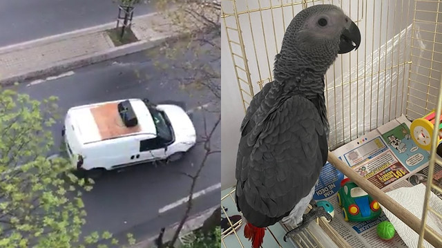 Vatandaşlar cep telefonu kameralarıyla, papağanı bulmak için sokak sokak dolaşan Şenol Oğuz’un aracını görüntüleyerek sosyal medyada paylaştı.