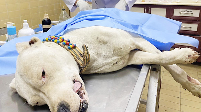 Bıçaklanan pitbull cinsi köpek tedavi altına alındı