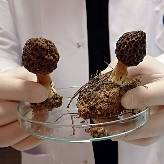 Kuzu göbeği mantarını laboratuvar ortamında üretmeyi hedefliyorlar: Dünyada ilk olacak