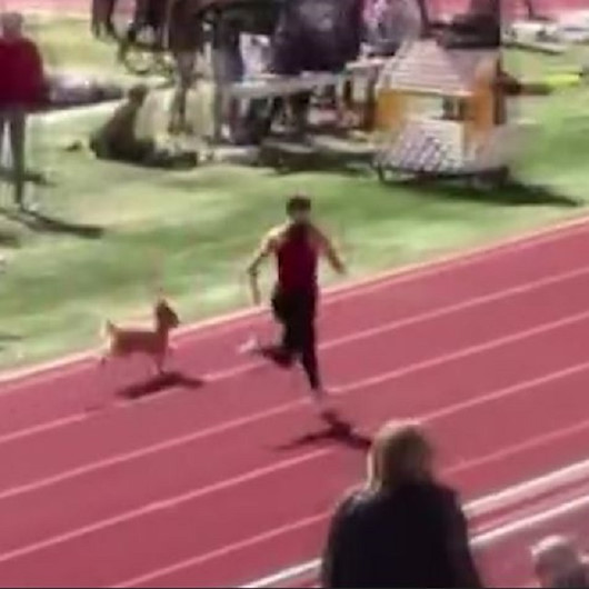 ABD’de tribünden atlayan köpek atletizm yarışmasını birincilikle bitirdi