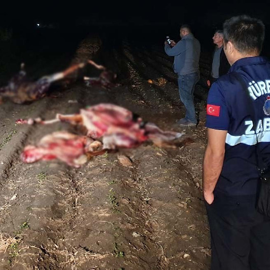 Adanada kan donduran görüntü: Atların kesildiğini görenler polisi aradı