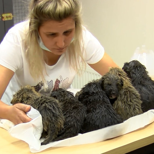 Ankarada foseptik çukuruna atılan 6 yavru köpek kurtarılarak tedaviye alındı