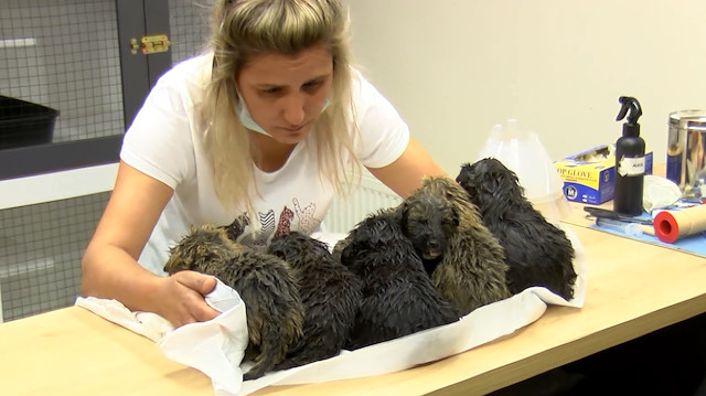 Ankara'da foseptik çukuruna atılan 6 yavru köpek kurtarılarak tedaviye alındı