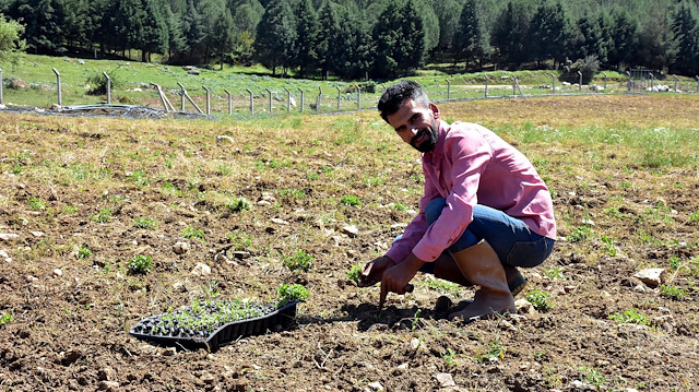İleride çok kazandıracak: Şekerden 300 kat daha tatlı kalorisi yok