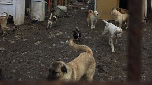 Konteynerlerden yüzlerce köpek çıktı.