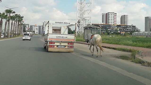 Kamyonetin arkasına bağladıkları atı kilometrelerce koşturdular