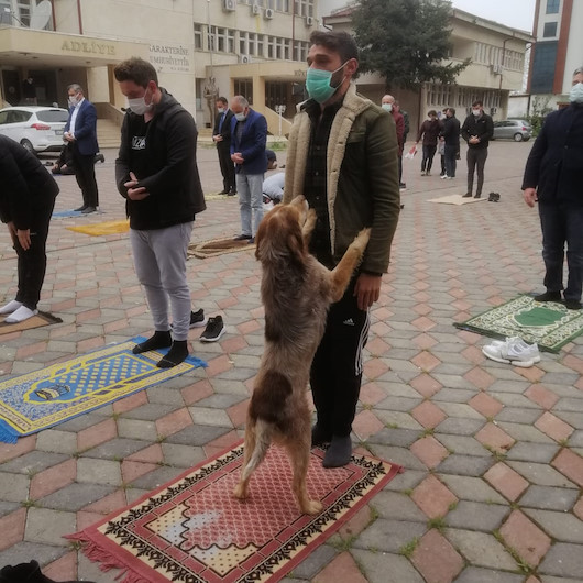 Beslediği sokak köpeği namazda da yanından ayrılmadı