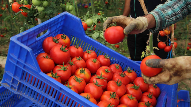Antalya Büyükşehir Belediyesi Toptancı Hali’nde kilosu 1 ile 1,5 lira arasından domates satılıyor.