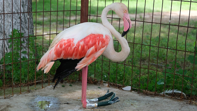 Yaralı flamingo hayvanseverler sayesinde hayata döndü.